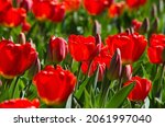 Close Up Of Blooming Red Tulips....