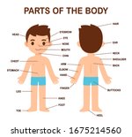 my body  human body parts... | Shutterstock .eps vector #1675214560