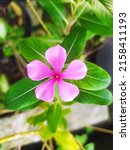 Catharanthus Roseusalso Known...