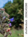 Small photo of Vibrant blue Viper's-bugloss (Echium vulgare) also known as blueweed growing wild on Salisbury Plain grasslands in Wiltshire UK