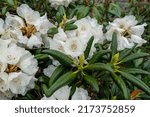 Small photo of Rhododendron decorum - Great white rhododendron