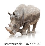 Portrait of a rhinoceros on...