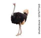 Portrait Of A Ostrich On White...