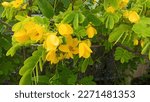 Small photo of colorful blooms of senna bicapsularis: rambling senna,winter cassia,christmas bush,money bush,or yellow candlewood