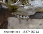 Deer Skull Posted On A Stick In ...