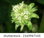 The Closeup, Beautiful Flower Hyptis Capitata blossom with green and white color in the garden with Lightroom mode a with natural Background