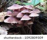 Small photo of A group of brown toadstools among the fallen leaves and rotter