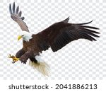 Bald Eagle Flying Swoop Attack...