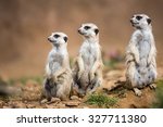 Watchful Meerkats Standing Guard