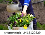Small photo of close-up of a farmer's woman's hands watering planted pansies flowers from a plastic jug with water in a metal pot on a garden plot in spring.