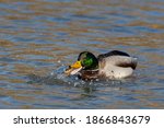 Small photo of A male mallard duck has found a tasty lunch in the form of a hapless crayfish.