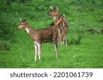 Spotted deer at van vihar Bhopal India