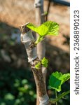 Small photo of Mulberry graft in the branch of a tree in the garden