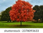Small photo of Red Maple leafs. Red trees. Autumn leaves. Nature. Landscape. Suburbs. Fall. Orange colorful falling leaves. Crip fall. Calm photo. beautiful background.