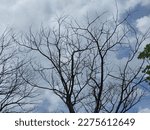 Dead Tree Branches Against A...