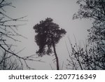 Single pine tree in mist