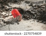 Hermit Crab With A Plastic...