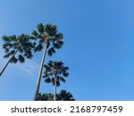Palm Tree Againts The Blue Sky. ...