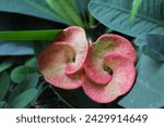Small photo of Close up of blooming of Euphorbia milli splendens (the crown of thorns, Christ plant, Christ thorn, spurge).