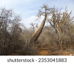 [Madagascar] Diagonally bent baobab tree (Arboretum d