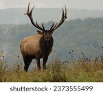 Small photo of Big Bull Elk Rutting Rut Bugle Autumn Fall Rocky Mountain