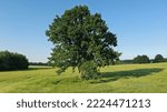 A mighty lone old oak in the...
