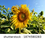 Small photo of Â Sunflowers symbolize unwavering faith and unconditional love. It's perfect to send to your loved one if you want to express exactly how much youÂ love them