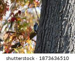 A Female Downy Woodpecker In...