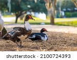 Red Face Muscovy Ducks On A...