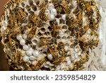 Small photo of A lot of wasps on the nest. Wild wasps close-up. A large hornet's nest with live wasps.