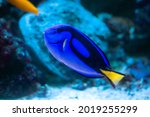 Surgeonfish known as Paracanthurus hepatus in his natural habitat. Tropical fish on ocean reef.