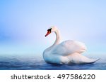 White swan in the foggy lake at ...