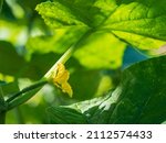 Small photo of A rudiment of a cucumber with a flower. Growth and flowering of cucumbers. Young cucumbers in the open ground. A small cucumber among the leaves. Flower and fruit. Cultivation of agricultural crops.