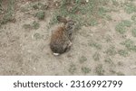 Photos of cute bunny animals in ...