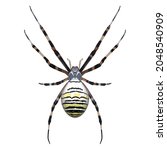 insect  arthropod  arachnid ... | Shutterstock .eps vector #2048540909