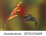Small photo of White-whiskered hermit hummingbird in flight