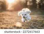 Small photo of Maltese dog white happy animal