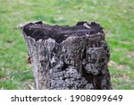 Gray And Black Tree Trunk