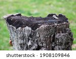 Uneven Tree Stump Surface With...