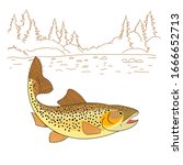 Brown Trout Fish Realistic drawing Vector illustration. American trout swimming in water isolated on white. Salmo trutta freshwater fish. Fishing theme vector.