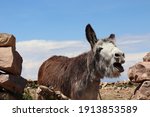 Small photo of Close up funny face portrait of old cute hairy hinny donkey with halter, long ears and gray fur head screaming, roaring or singing a song on wild Isla del Sol on Lake Titicaca, Bolivia, South America.
