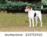 Smooth Fox Terrier Stands.  The ...