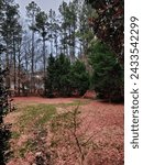 Small photo of Enclosed area with pink leaf litter covering the ground and great lean trees in the background with shrubbery in front of it. Moody skies annotate the scene.