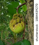 Small photo of Jackfruit fruit that has a lot of sap, jackfruit sap can be used to ensnare birds.