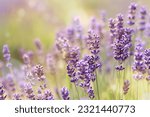 Small photo of Lavender, flowers close-up on a blurred background. Purple lavender flowers in sun glare. Lavender field