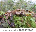 Common Puffball Mushrooms...