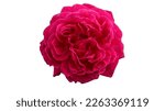 Pink red rose flower isolated...