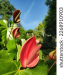 Small photo of Red Anthurium flower ornamental plant or known as Micky Mouse Flower