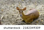 Rusa Deer Resting On The Ground