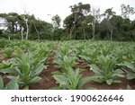 Small photo of This farmer has planted his fields with tobacco Tobacco (Nicotiana tabacum), its large leaf structure is the causation of the plant absorbing many nutrients and minerals into its structure.